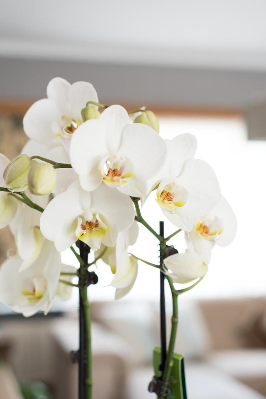 Lovely Guesthouse Lier Lint Экстерьер фото